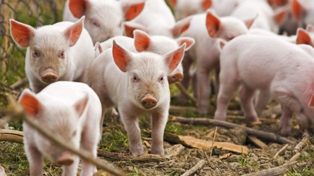 Atenție de unde achiziționați carnea de porc pentru masa de Crăciun. Direcția Sanitar-Veterinară impune reguli stricte pentru sacrificarea purceilor