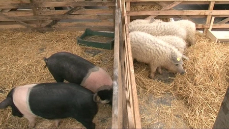 Programul Bazna și Mangalița nu a avut succes la Iași. Fermierii nu au fost interesați de cei 1.200 de lei/an, oferiți de Ministerul Agriculturii și Dezvoltării Rurale