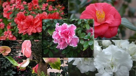 Expoziție spectaculoasă de plante exotice, în Grădina Botanică din Iași. Azalee, camelii, doar două dintre speciile care pot fi admirate de ieșeni - GALERIE FOTO