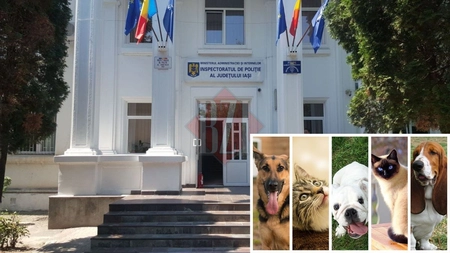 Bătaie pentru posturile scoase la concurs la IPJ Iași. Concurență uriașă de 30 de persoane pe loc pentru Poliția Animalelor. Salariile sunt extrem de motivante