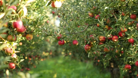 Ieșenii investesc 500.000 de euro, fonduri europene, în livezile din mediul rural. AFIR a demarat plățile pentru beneficiarii din regiunea Moldovei