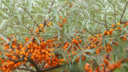 A investit 20.000 de euro într-o plantație cu cătină, în Iași, când a văzut că se pot face bani frumoși din agricultură. Producătorul vrea să vândă toată producția în Germania