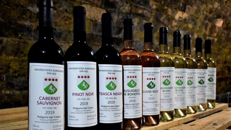 USAMV Iași, singura universitate unde studenții își produc propriul vin de la ”bobiță” (materia primă) până la etichetă 