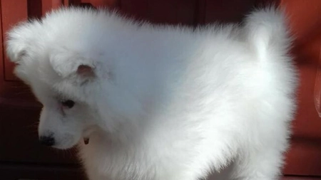Un câine a murit după ce a înghițit mai multe măști aruncate pe stradă. Veterinarii, eroare gravă: 