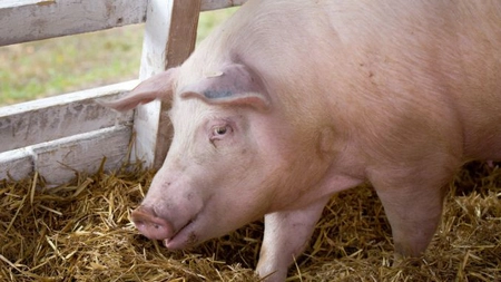 ANSVSA: Aproape 400 de focare de pestă porcină africană sunt active la nivel naţional