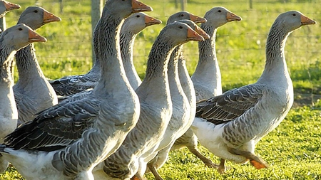 Recensământ agricol 2021. Amendă de până la 5.000 de lei dacă nu spui câte animale şi păsări ai în curte