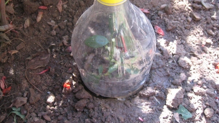 Trucuri pentru înmulțirea trandafirilor sub sticlă de plastic