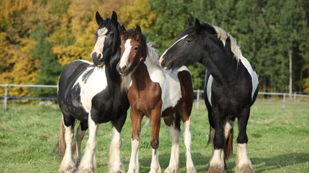 Top 5 vise explicate. Ce interpretare are copilul care îţi apare în somn