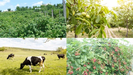 Patronii din Iași sunt disperați și vând afacerile! Aduc angajați străini pentru că zilierii nu mai vor să muncească. Îi plătesc regește, dar nimeni nu se mai angajează în ferme - FOTO