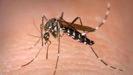 Alertă în București. Sunt două persoane care au fost diagnosticate cu virusul West Nile - SURSE