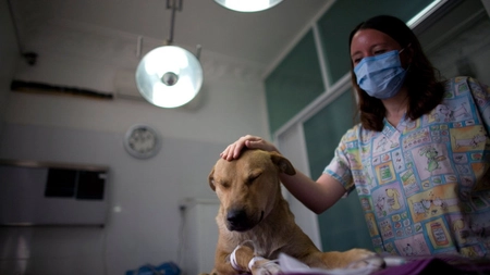 Un tulcean a fost amendat cu 3.000 de lei, după ce a refuzat să-și trateze la veterinar câinele rănit