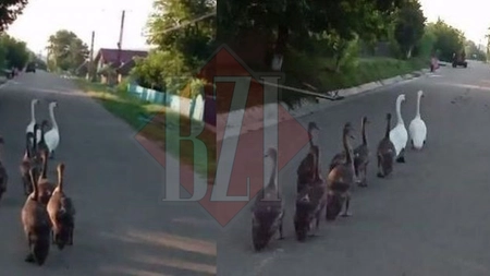 Surpriză inedită într-o localitate din Iași. O familie de lebede își plimba puii pe strada principală