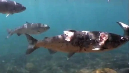 Somonii aproape că «fierb de vii», din cauza temperaturilor record ale apei - FOTO, VIDEO