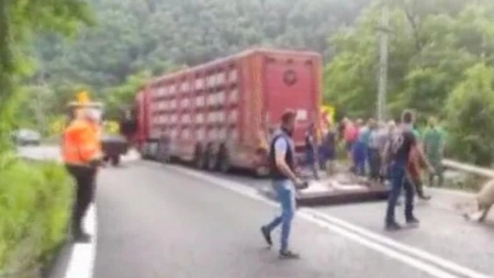 Accident rutier în Vâlcea. Un TIR încărcat cu 200 porci s-a răsturnat