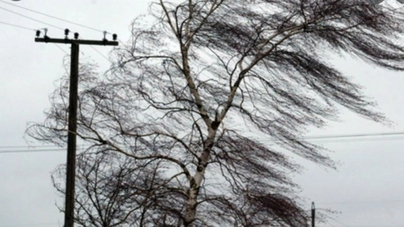 Un copac a căzut pe firele electrice, în Podu Roș. Pompierii intervin la faţa locului - EXCLUSIV