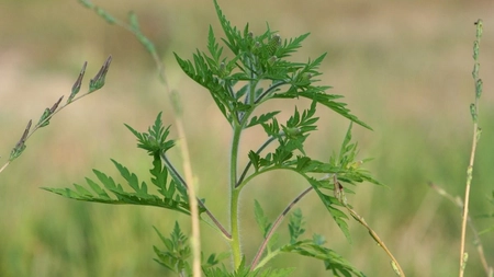 Când înfloreşte ambrozia? Sfaturi pentru cei cu alergie la ambrozie