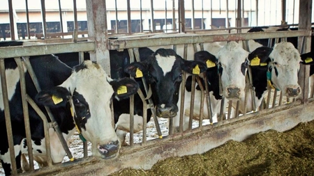 Fermierii din Iași au depus 2.141 de cereri în schema pentru ajutor COVID-19. Banii vor intra în conturile crescătorilor de bovine până la finalul acestui an