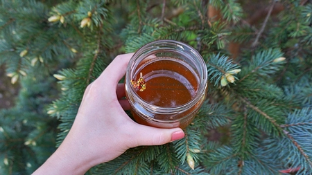 Sirop din muguri de brad: Medicamentul natural din sânul naturii