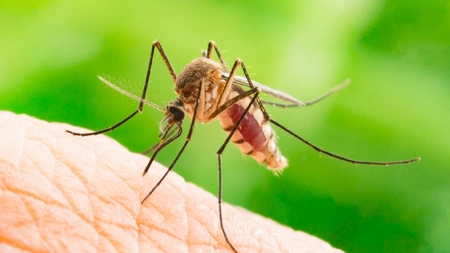 S-a confirmat primul caz de West Nile, în România