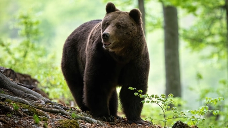 Incident grav! Un bărbat a ajuns la spital după ce a fost atacat de un urs: animalul a fost găsit mort
