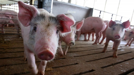 Două noi focare de pestă porcină africană descoperite în Iași, în ultima săptămână. DSVSA a îngropat 50 de animale afectate de virus