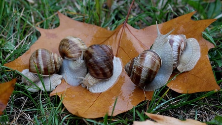Cum scăpăm de melci: Metode naturale, rapide și eficiente
