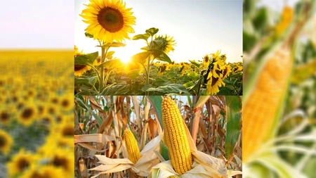 Producătorii de legume, fructe de pădure și miere, din Iași, vor să obțină certificatele ecologice de la Direcția Agricolă. Cererile mai pot fi depuse până la finalul acestui an