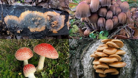 Expoziție cu specii de ciuperci comestibile și toxice, în acest weekend, în Grădina Botanică 
