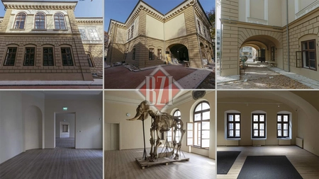 A fost decisă soarta unui simbol al orașului Iași! Obiect de senzație, faimosul elefant Gaba va fi punctul de atracție după restaurarea și reabilitarea Muzeului de Istorie Naturală - GALERIE FOTO EXCLUSIV
