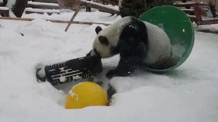 Reacția amuzanta pe care un urs panda de la Grădina Zoologică din Moscova a avut-o la vederea zăpezii - Video