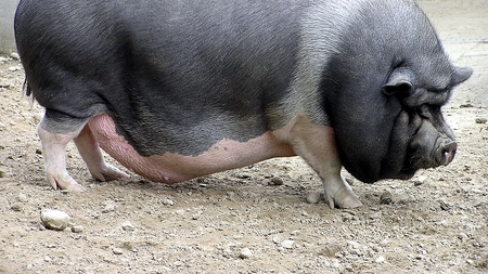 Porcul vietnamez, la modă de Crăciun. Cât costă un kilogram de carne și de ce este atât de căutat