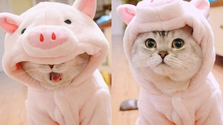 Postările cu pisici amuzante și cute, populare pe internet. Freud, motanul faimos din România