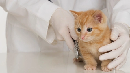 Cum salvezi o pisică intoxicată: Tratamentul intoxicației la animalele de companie