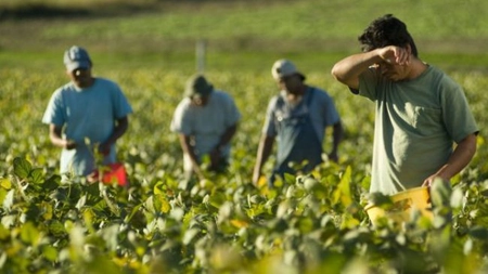 Pandemia de COVID-19 le pune bețe în roate agricultorilor din România
