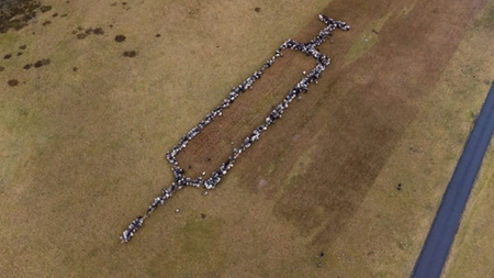 Idee inedită a unui cioban destinată antivacciniștilor. Circa 700 de oi și capre aranjate în formă de seringă - FOTO, VIDEO