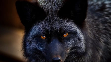 Vulpea neagră, un animal rar întâlnit. Care sunt caracteristicile acestei specii