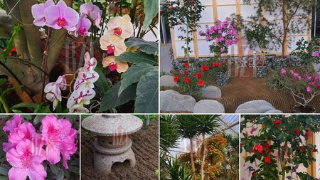Grădina Botanică din Iași, punct de atracție din natură! Sunt expuse specii şi soiuri exotice - FOTO