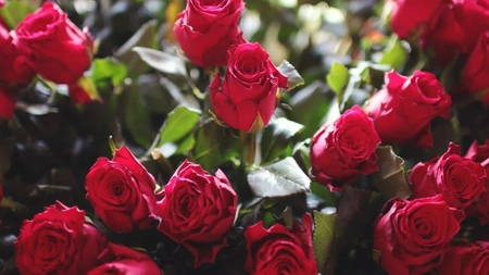 Trandafirii Dincolo de Stereotipuri