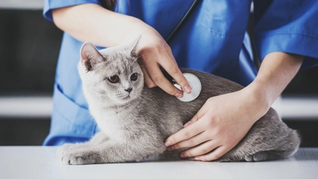 De ce vomită pisica? Iată cum previi problemele digestive ale felinelor