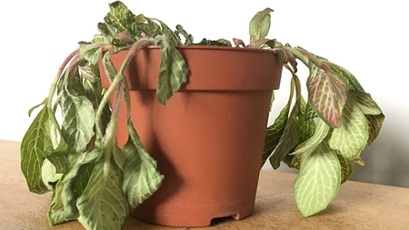Plante uscate. Cum pot să le revigorez