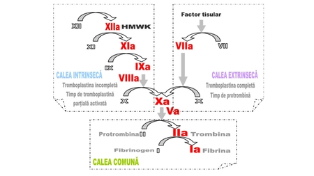 Importanța monitorizării valorii INR-ului în terapia cu anticoagulante orale