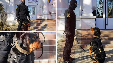 Toxa este unul dintre cei mai periculoși agenți IPJ Iași. Cine sunt aceștia și în ce misiuni sunt implicați? – Galerie FOTO-VIDEO