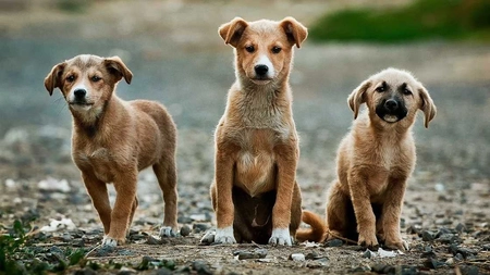 Ani mai mulți de închisoare pentru persoanele care ucid sau schingiuiesc animale. Legea a fost adoptată