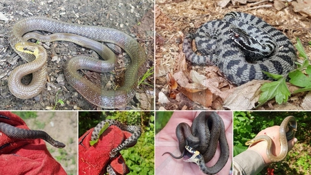 Descoperire unică în pădurea Bârnova! Pentru prima dată în 16 ani de studiu a fost găsit acest exemplar! GALERIE FOTO (EXCLUSIV)