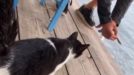 Un bărbat din Grecia riscă 10 ani după gratii, după ce a ademenit şi aruncat o pisică în mare - VIDEO