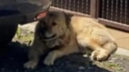 Leul din mesajul RO-Alert primit de locuitorii din Târgovişte este de fapt un maidanez auriu!