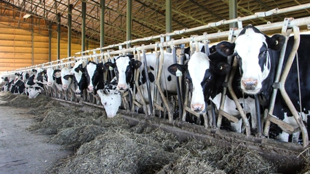 Fermierii din Iași primesc 6 milioane de lei, ajutorul COVID-19, pentru cererile depuse în anul 2022