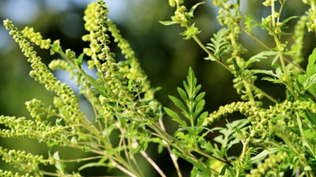 Poze cu cea mai nocivă buruiană, ambrozia. Principalele simptome ce indică faptul că ești alergic la plantă