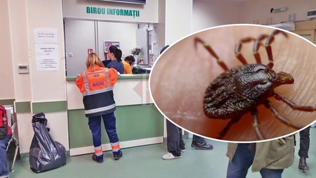Mai mulţi ieşeni au ajuns mușcați de căpușe la UPU Iași! Ce sfaturi ne dau medicii