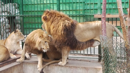 Alertă în Suceava: Doi lei au scăpat de la Zoo Rădăuți
